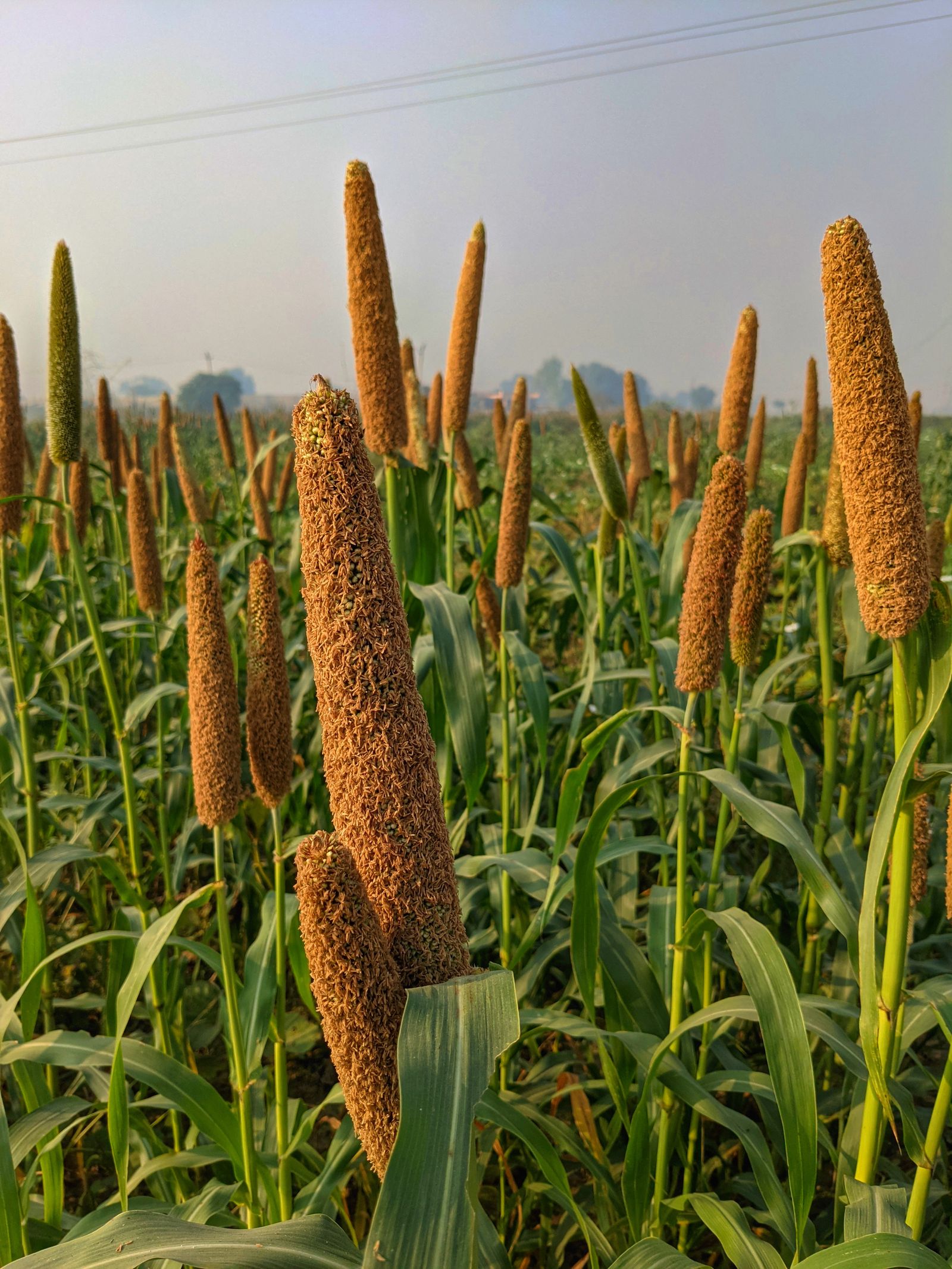 Hybrid Bajra