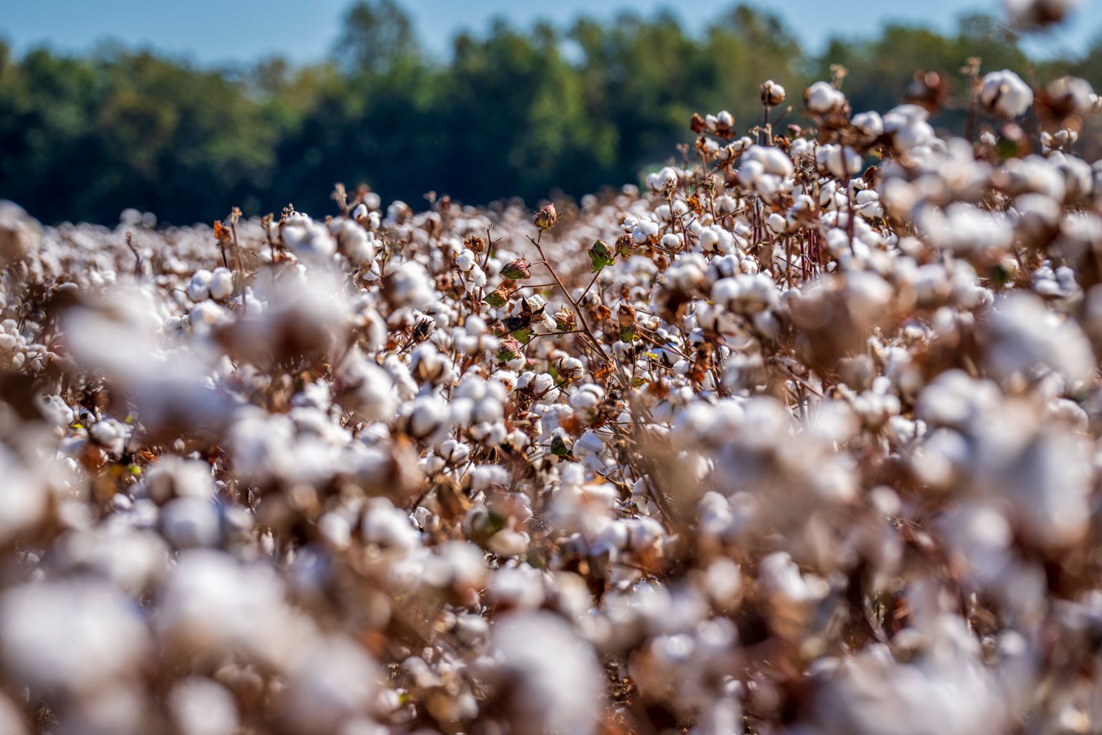 Hybrid Cotton