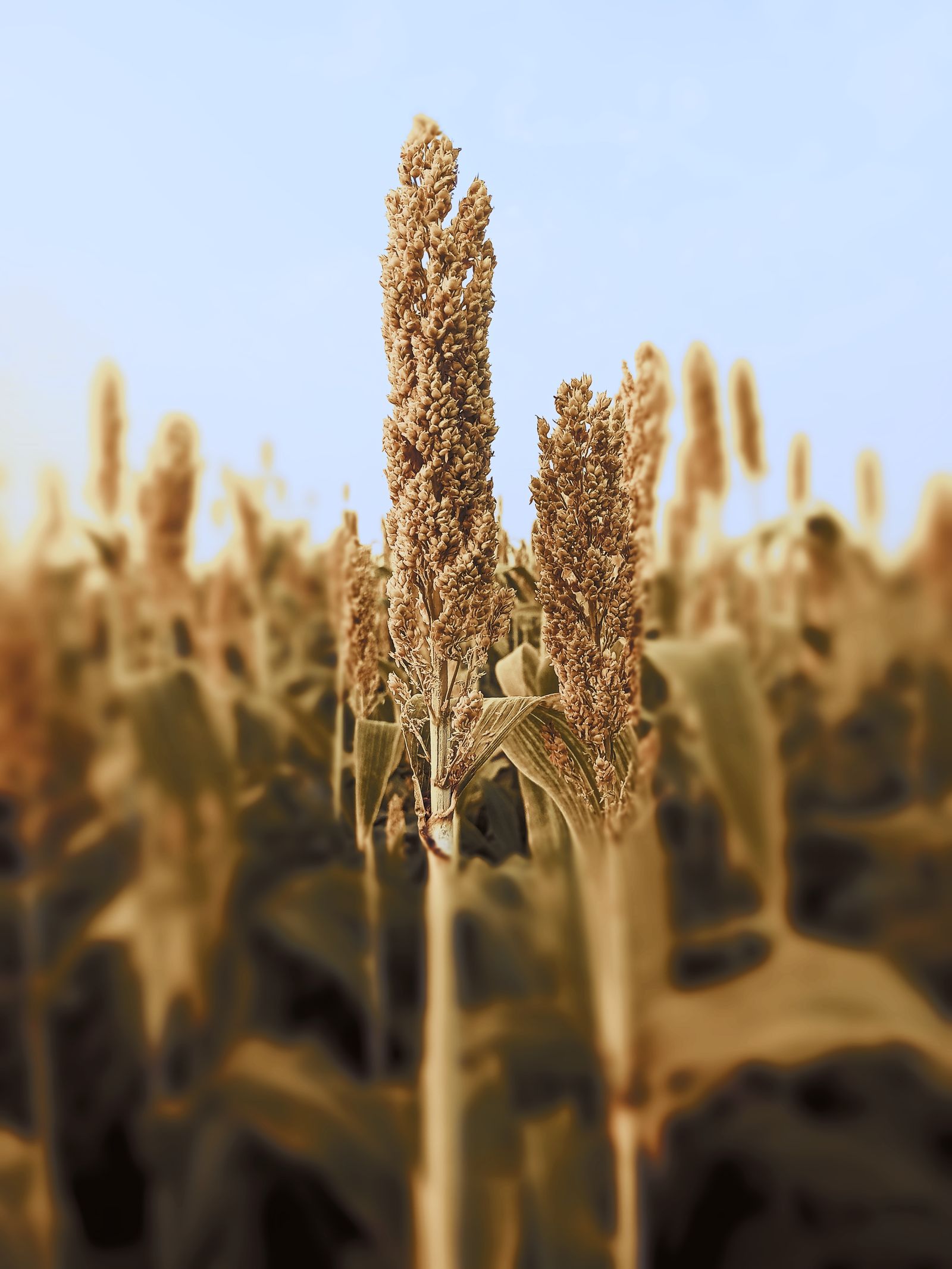 Hybrid Jowar