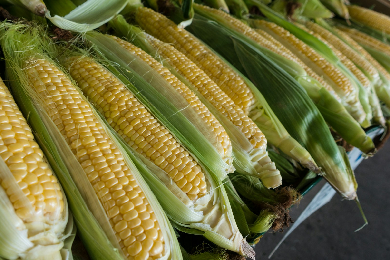 Hybrid Maize