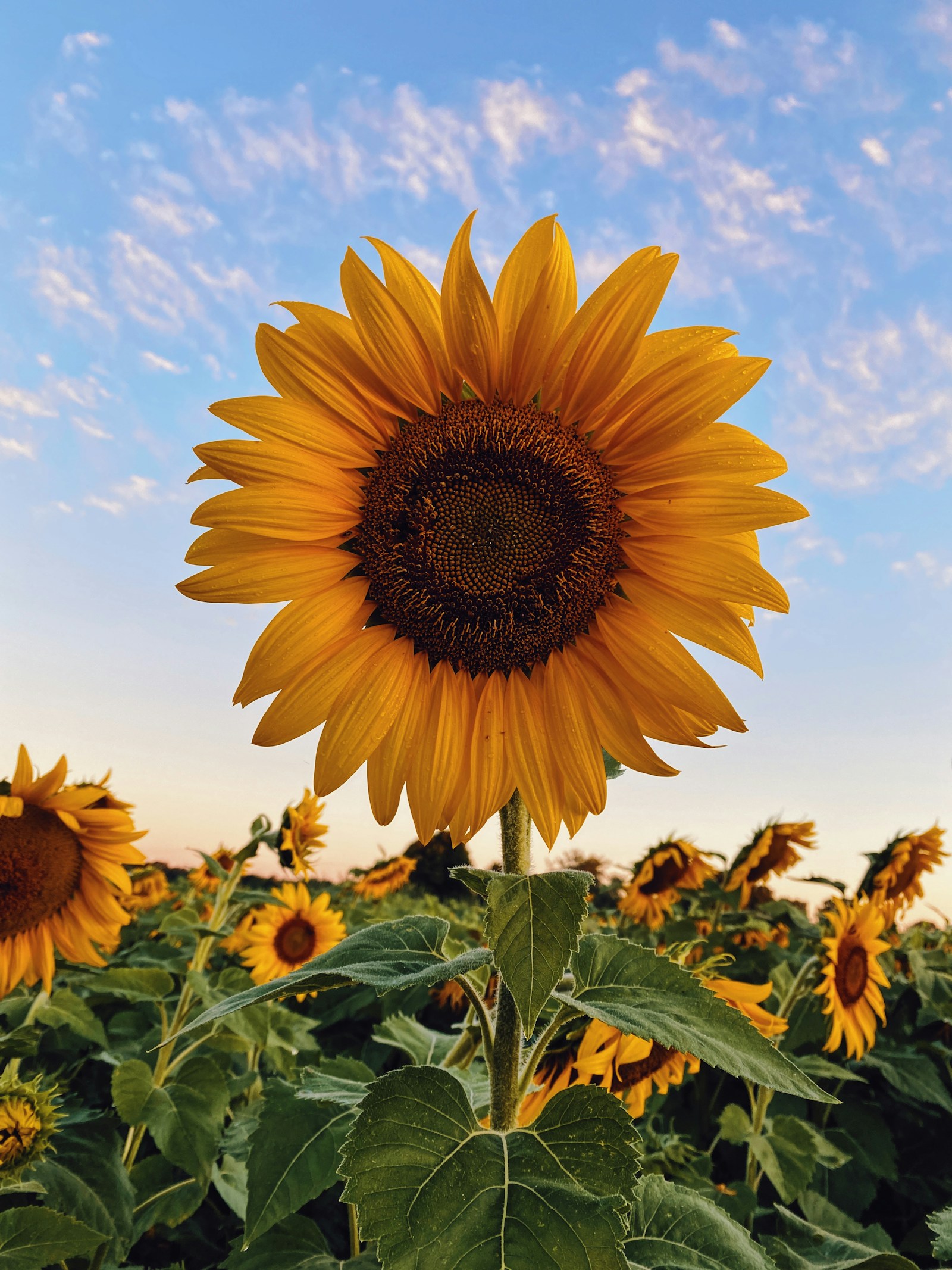 Hybrid Sunflower