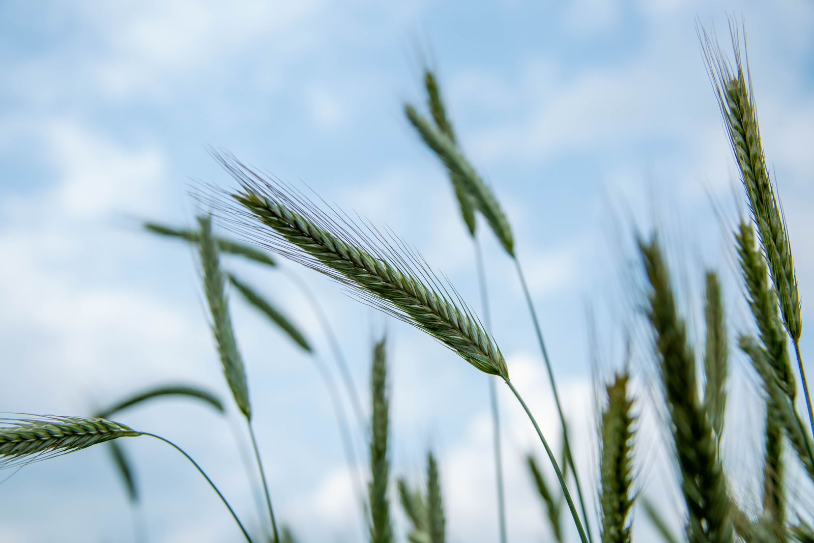 Research Wheat