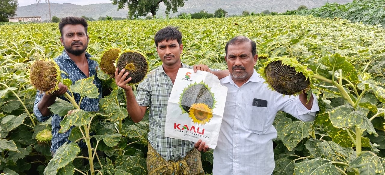 KAALI Hybrid Sunflower with farmers