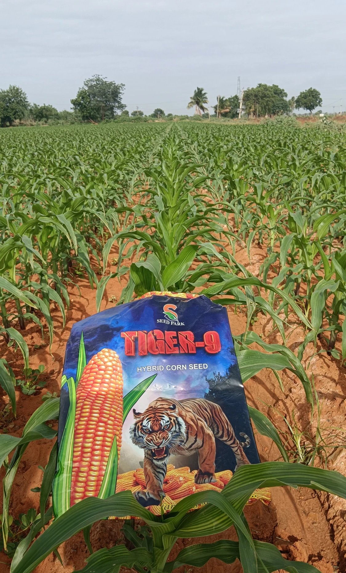TIGER 9 Hybrid Maize with farmers