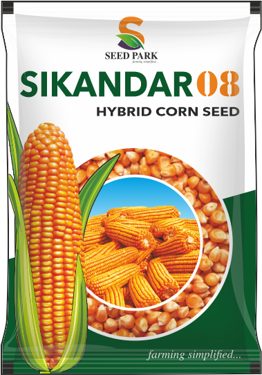 SIKANDAR 08 seed pack